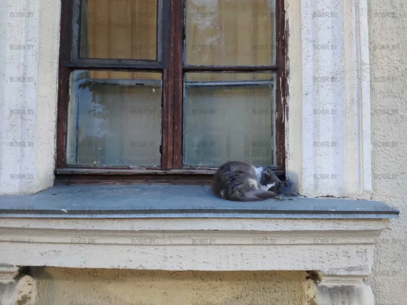 Спящий котик с двумя кусочками колбаски...
