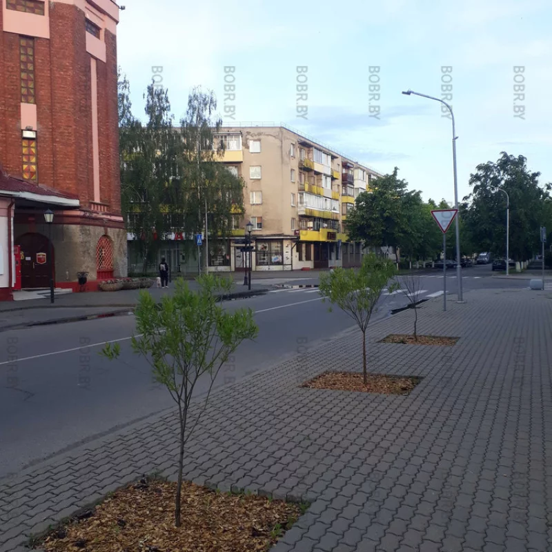 Зеленхоз молодец 2/3