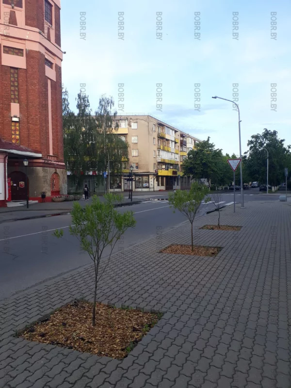 Зеленхоз молодец 2/3