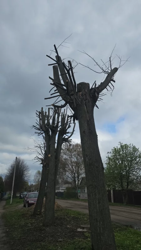 Обрезка деревьев их не украсила