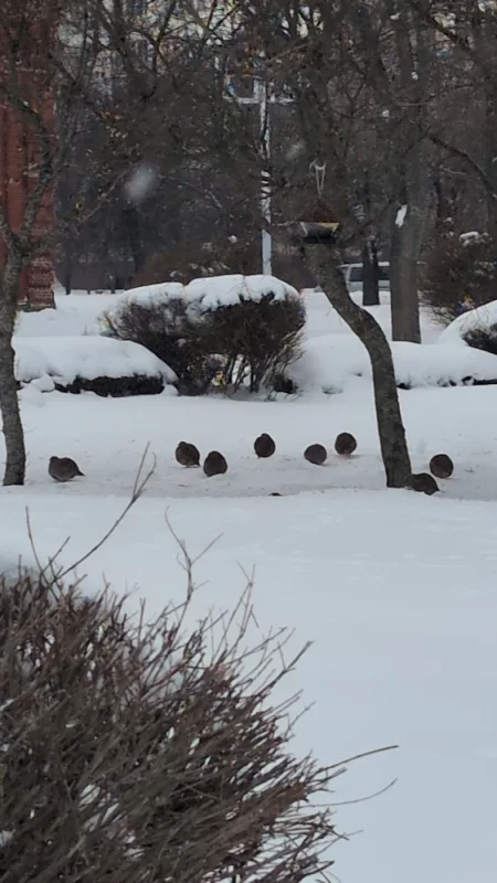 Куропатки в Бобруйской крепости ♥️