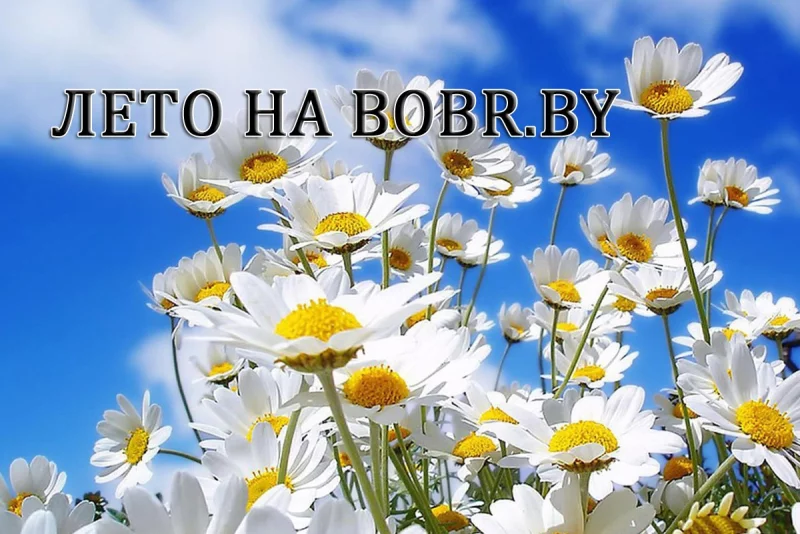 Июльская акция на портале BOBR.by