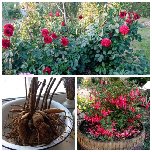 Клубни георгинов, фуксии