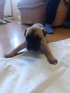 Щенки американский стаффордширский терьер