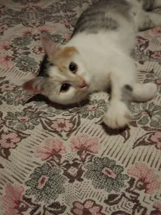 Пушистые и ласковые кошечки ищут свой дом.