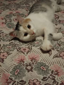 Пушистые и ласковые кошечки ищут свой дом