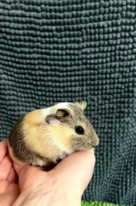 Морская свинка самка