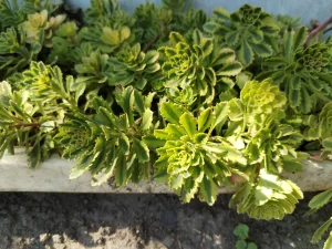 Многолетники