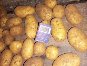 Картофель