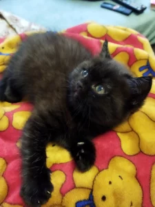 Чёрная пантера. Британский котенок