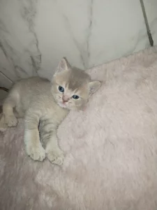 Котята породы шотландской вислоухой