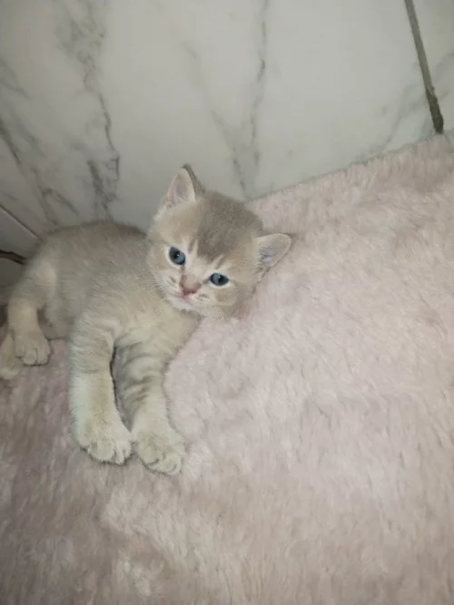 Котята породы шотландской вислоухой