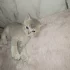 Котята породы шотландской вислоухой