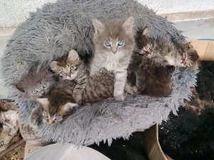 Отдам котиков