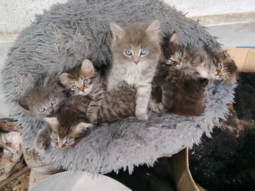 Отдам котиков