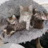 Отдам котиков