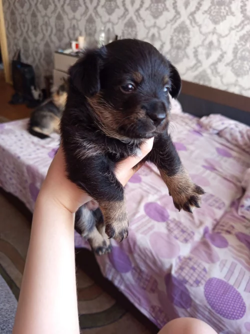 Отдам щенков