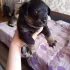 Отдам щенков