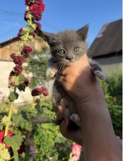 Серый котёнок-мальчик с голубыми глазами (около 2 месяцев)