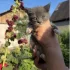 Серый котёнок-мальчик с голубыми глазами (около 2 месяцев)
