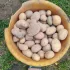 Мелкая картошка