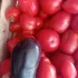 Томат пальчик грунтовой