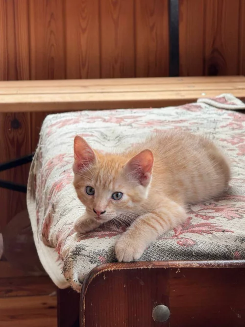 Котята в дар