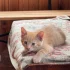 Котята в дар