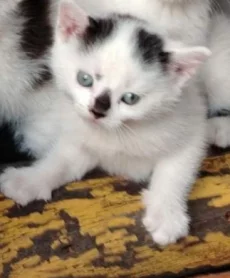 Котенок ищет дом
