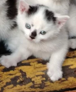 Котенок ищет дом