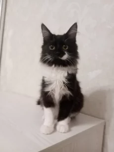 Кошечка подросток