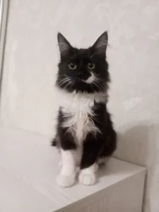 Кошечка подросток