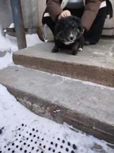 Сладкий Финик в самые добрые руки