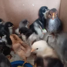 Цыплята кур несушек подросшие