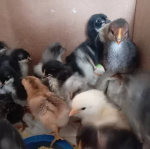 Цыплята кур несушек подросшие