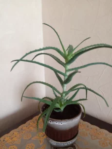 Алоэ столетник