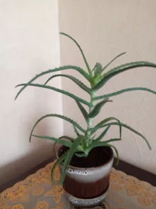 Алоэ столетник