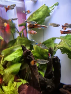 Рыбки гуппи