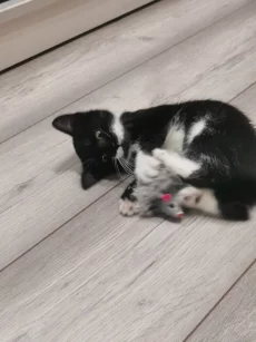 Ищем дом для котенка