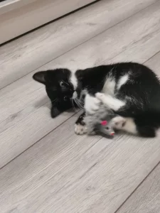 Ищем дом для котенка