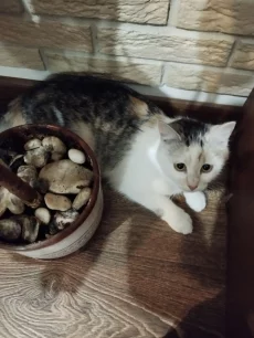 Кошечка в добрые руки