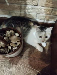 Кошечка в добрые руки