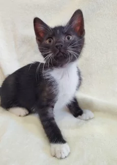 Котёнок девочка