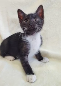 Котёнок девочка