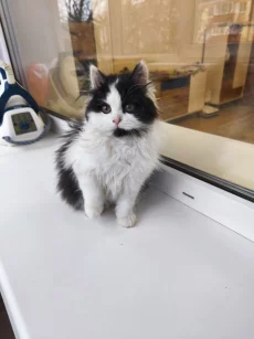 Прелестная мурчалка в добрые руки