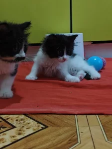 Красивые Котята