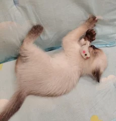 Уникальный котёнок ищет своего человека