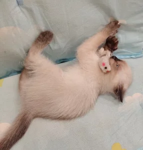 Уникальный котёнок ищет своего человека