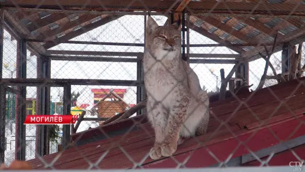 Рыси из Бобруйска успешно адаптировались в Могилевском зоосаде и радуют потомством