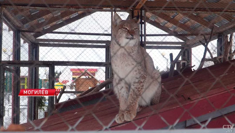 Рыси из Бобруйска успешно адаптировались в Могилевском зоосаде и радуют потомством